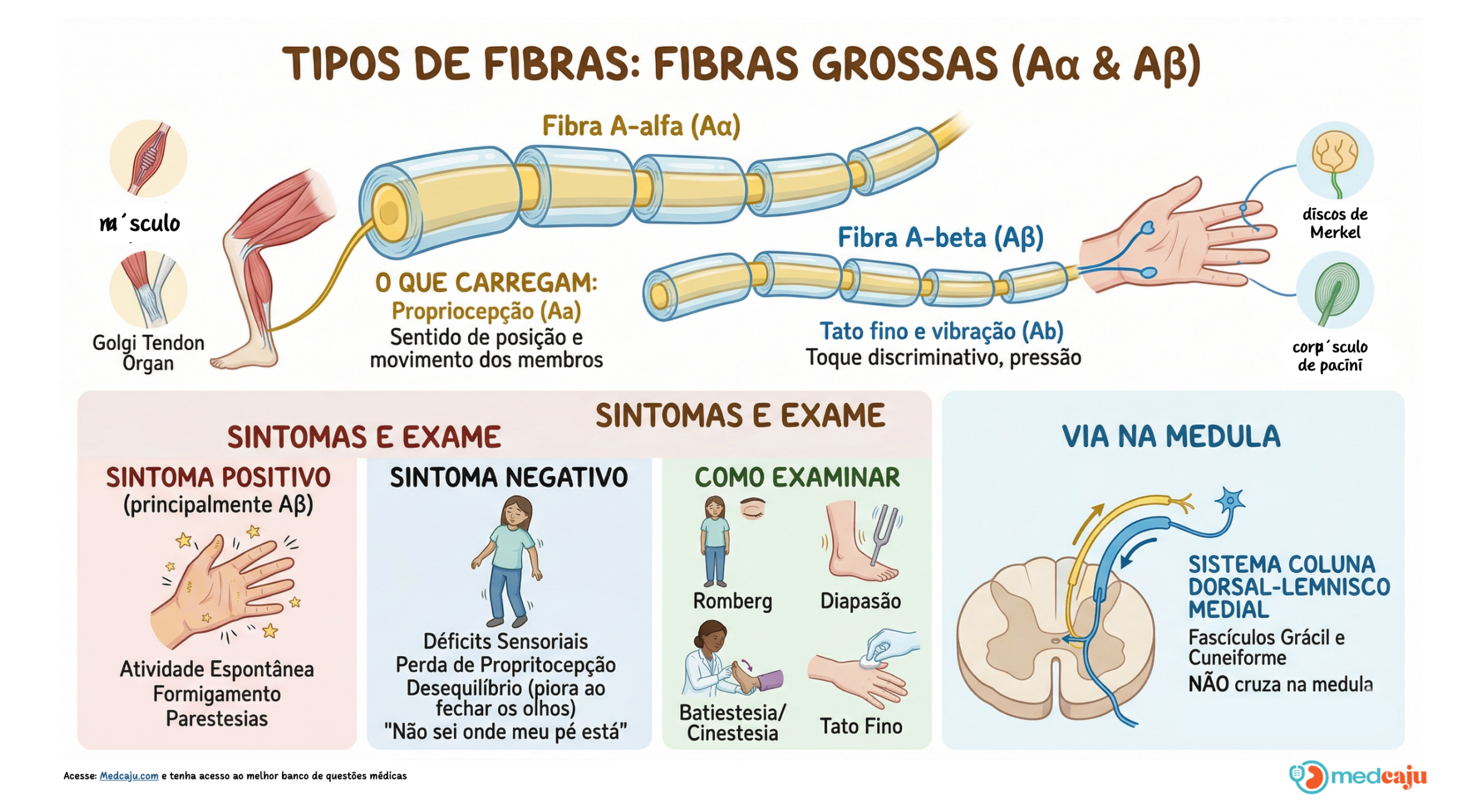 Fibras Finas