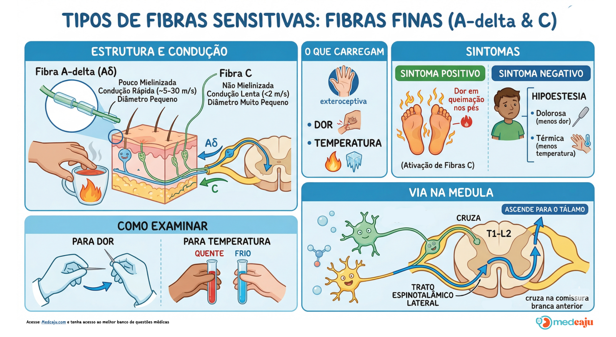 Fibras Grossas
