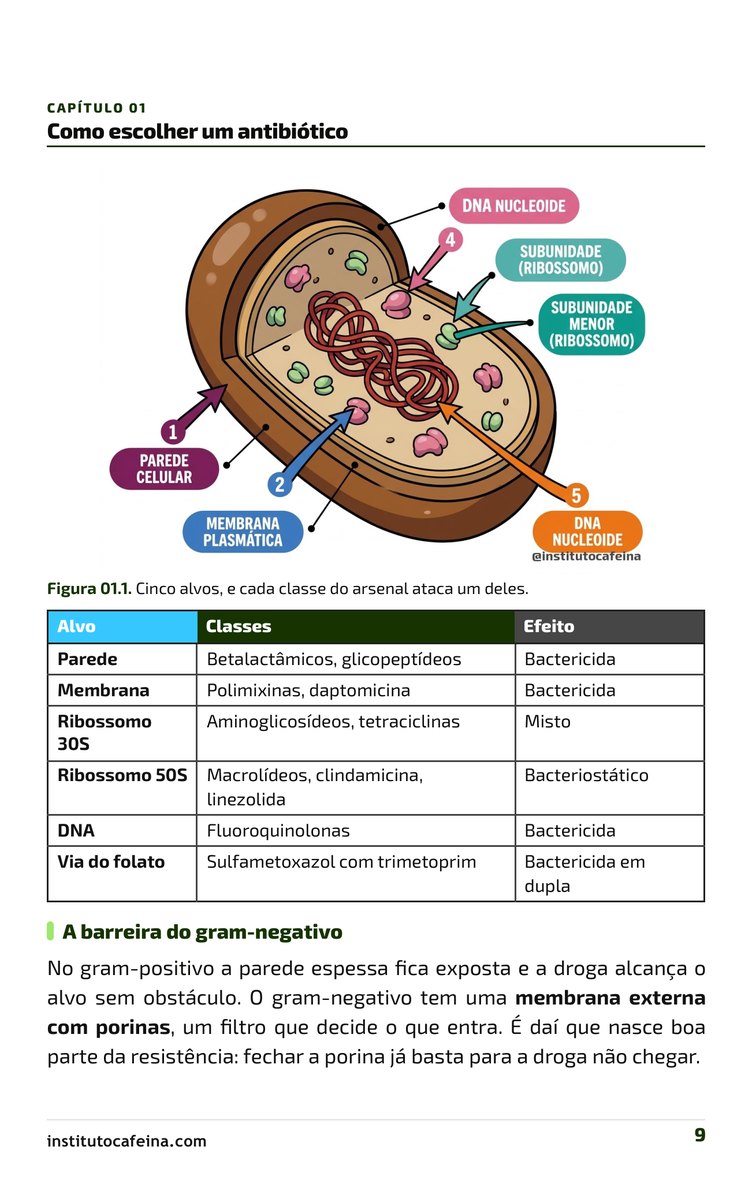 Página dos cinco alvos do antibiótico na célula bacteriana